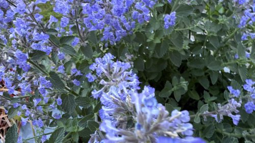 Catnip-62