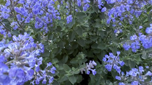 Catnip-63