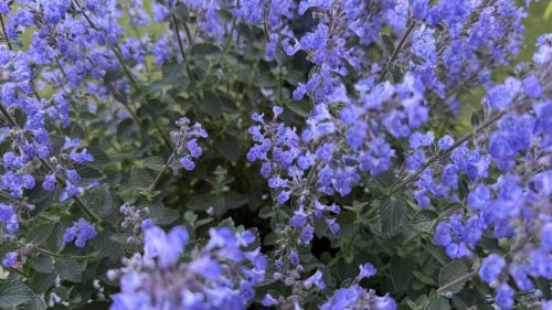 Catnip-64