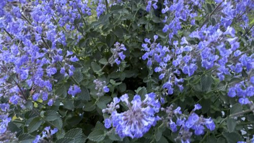 Catnip-66