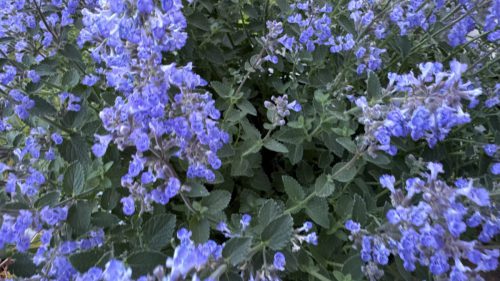 Catnip-67