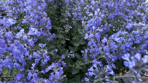 Catnip-68