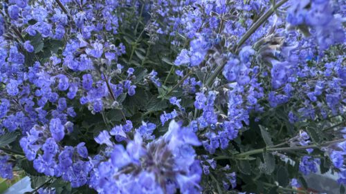 Catnip-69