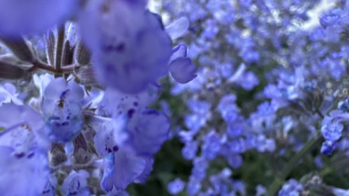 Catnip-7