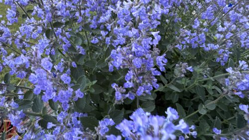 Catnip-71