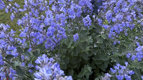 Catnip-72