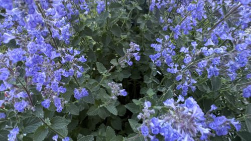 Catnip-73