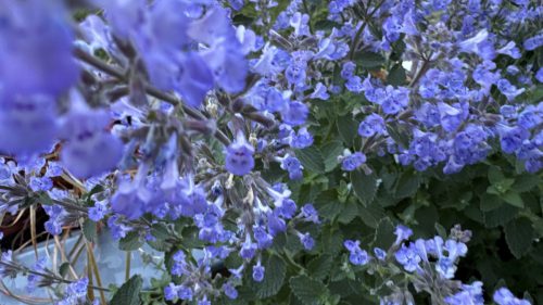Catnip-74