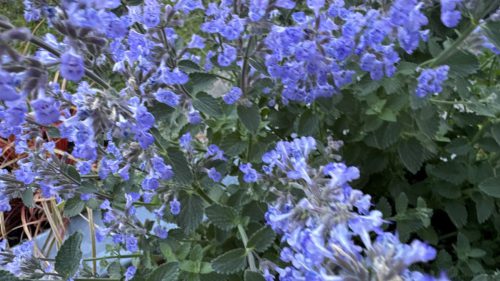 Catnip-75