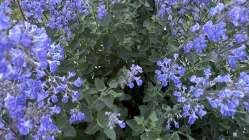 Catnip-76