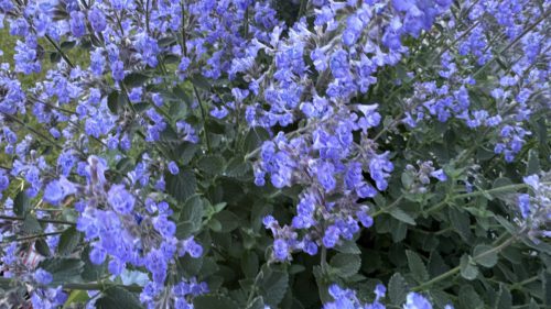 Catnip-78