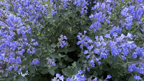 Catnip-79