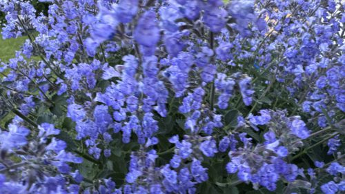 Catnip-8