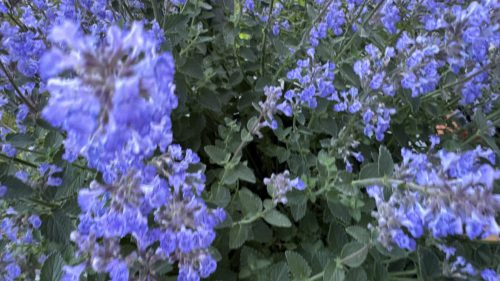 Catnip-80