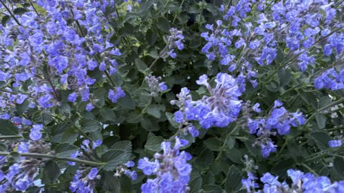Catnip-81
