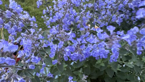 Catnip-82
