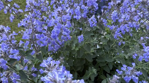 Catnip-83