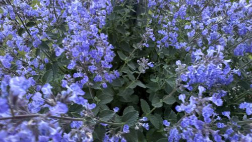 Catnip-84