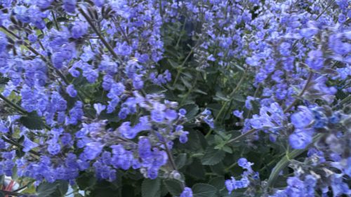 Catnip-85