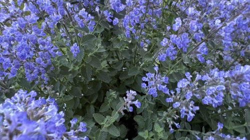 Catnip-86