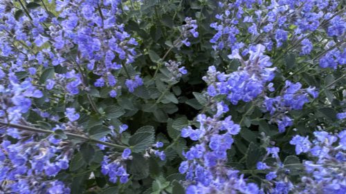 Catnip-87