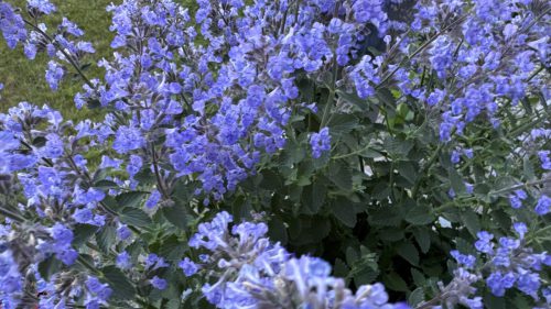 Catnip-88