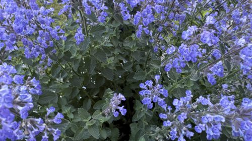 Catnip-90