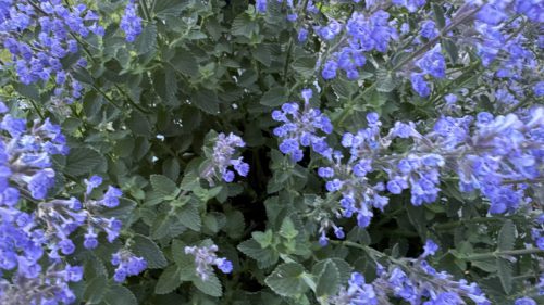 Catnip-91