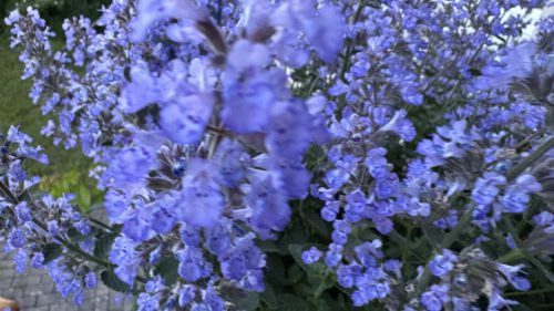 Catnip-92