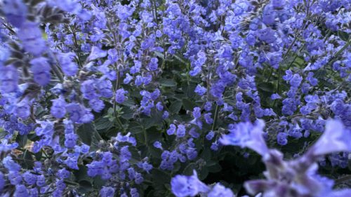 Catnip-97