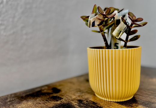 Lucky Plant
