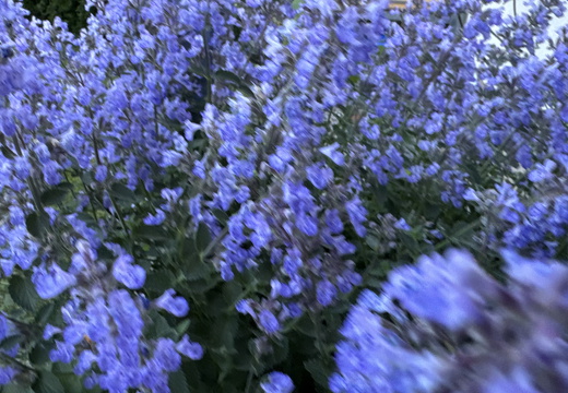 Catnip