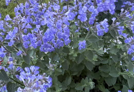 Catnip
