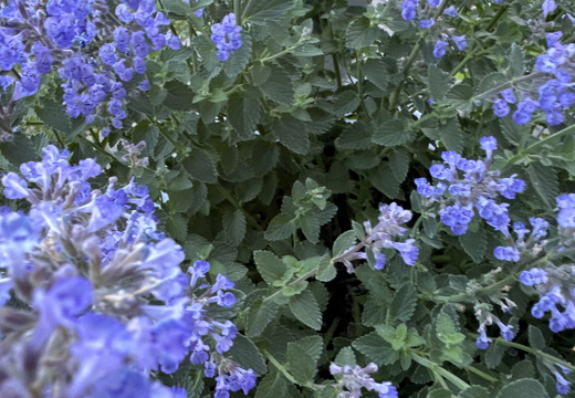 Catnip