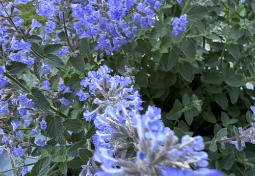 Catnip