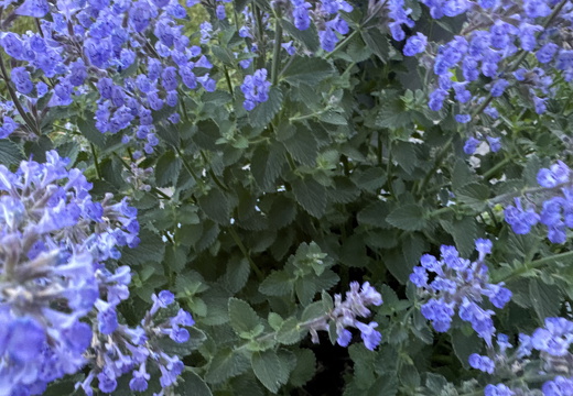 Catnip