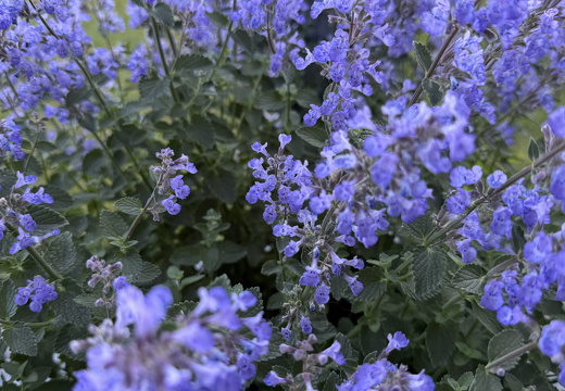 Catnip