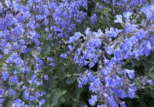 Catnip