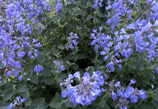 Catnip