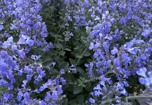 Catnip