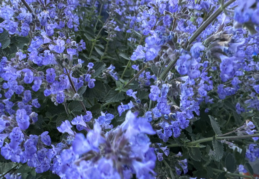 Catnip