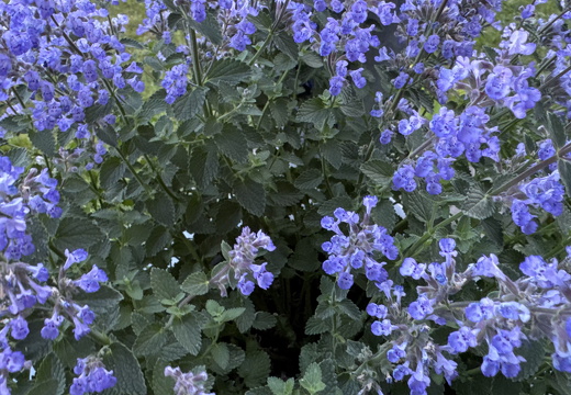 Catnip