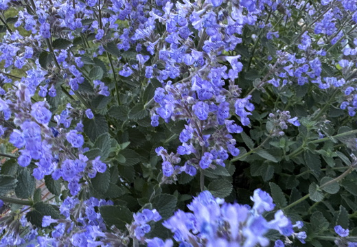 Catnip