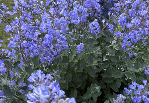 Catnip