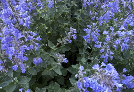 Catnip
