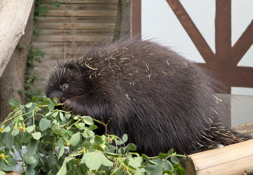 New World Porcupines - Photo 1