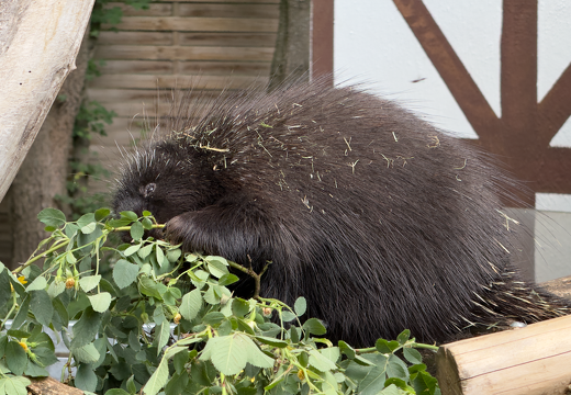 New World Porcupines - Photo 2