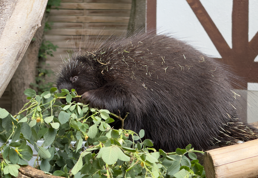 New World Porcupines - Photo 3