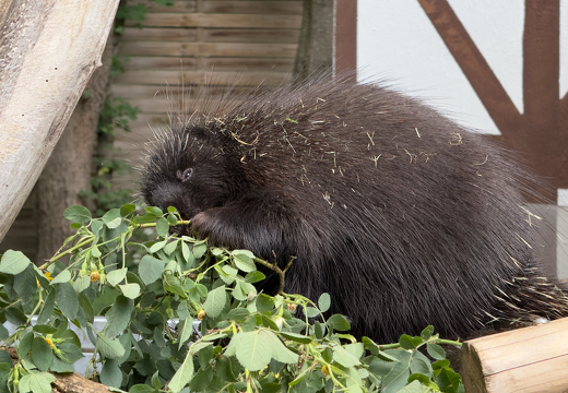 New World Porcupines - Photo 4
