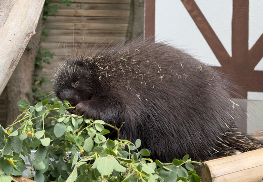 New World Porcupines - Photo 5